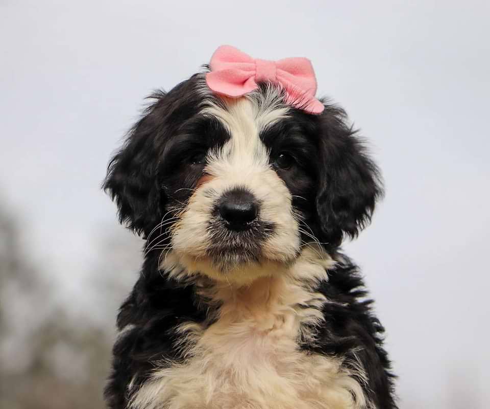 Saint Berdoodle Available