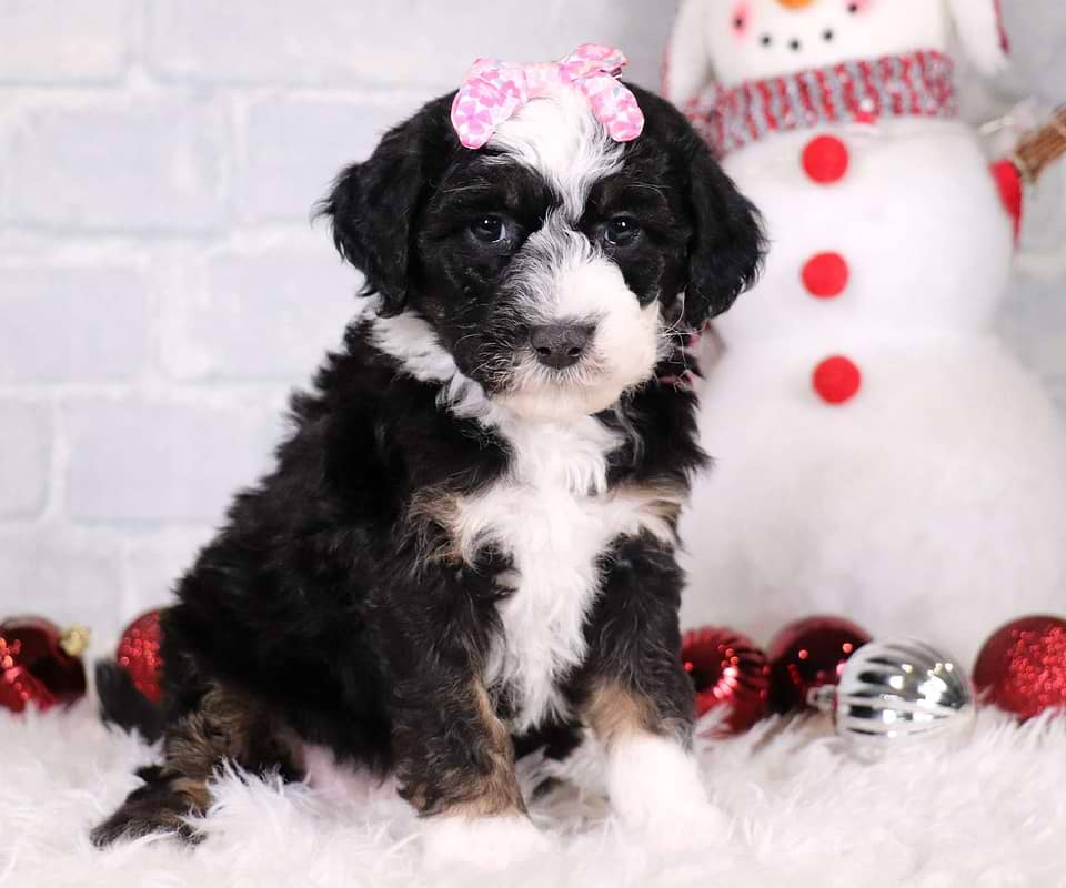 Sheepadoodle Available