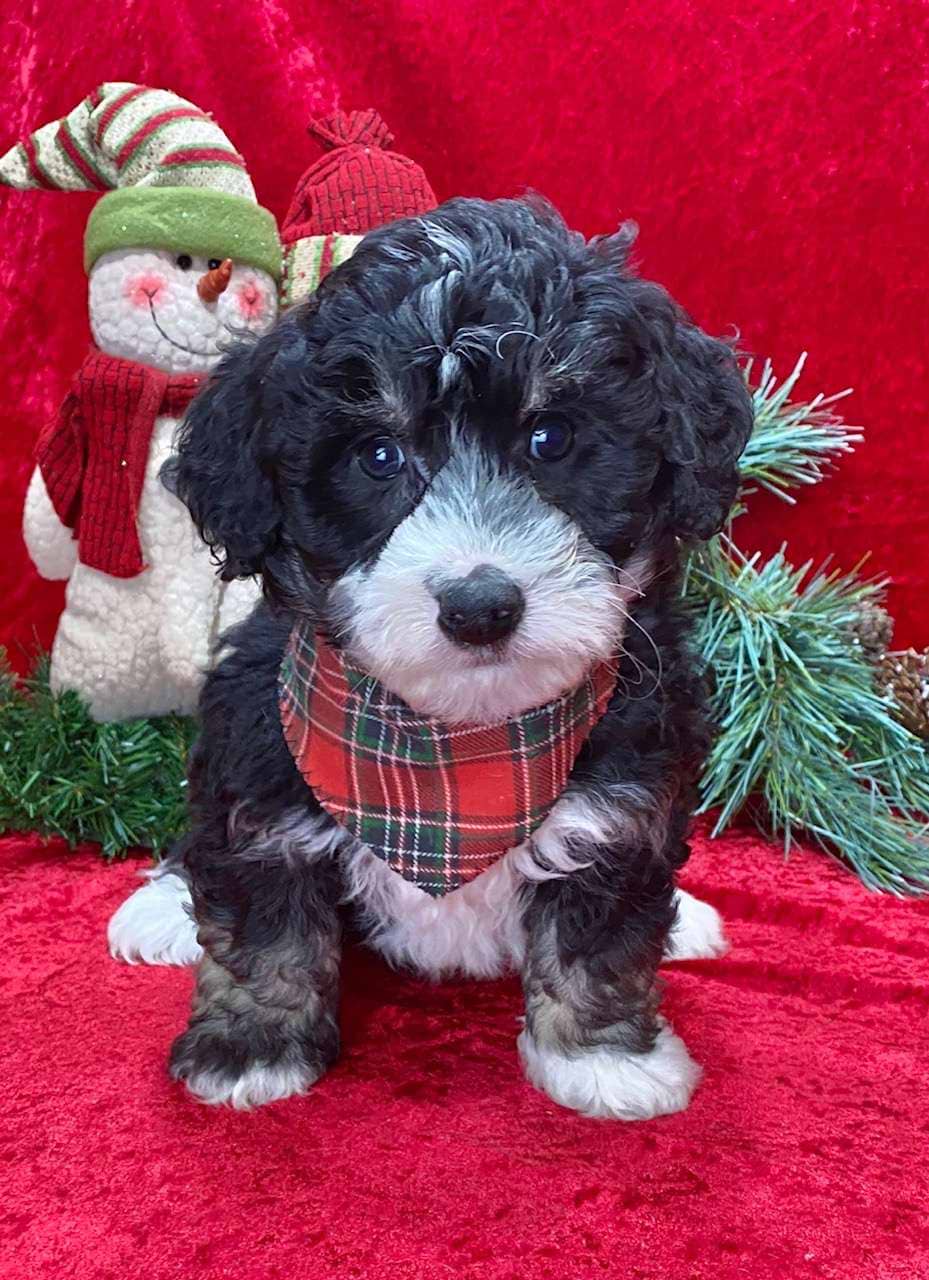 Available Bernedoodle