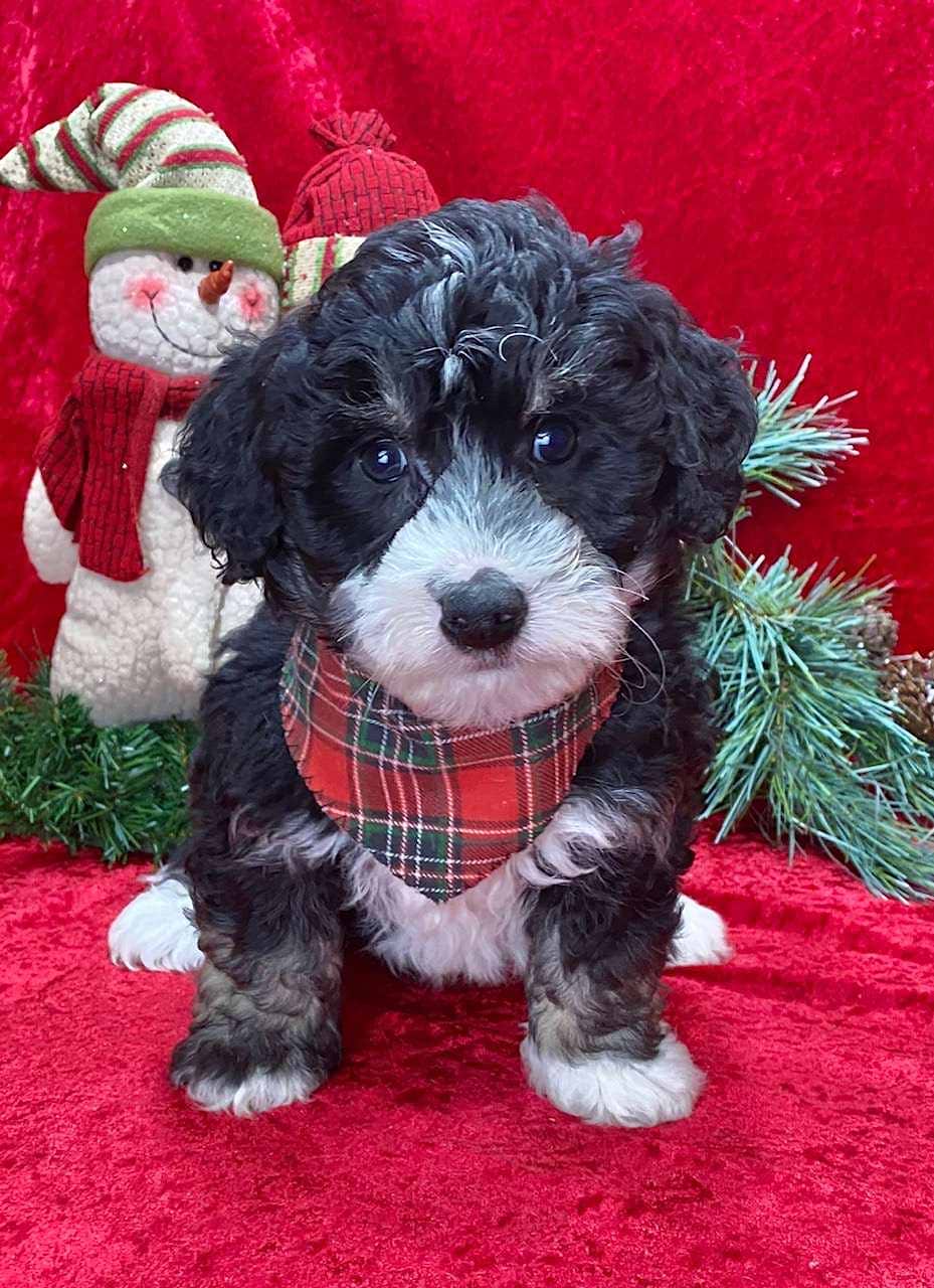 Available Bernedoodle