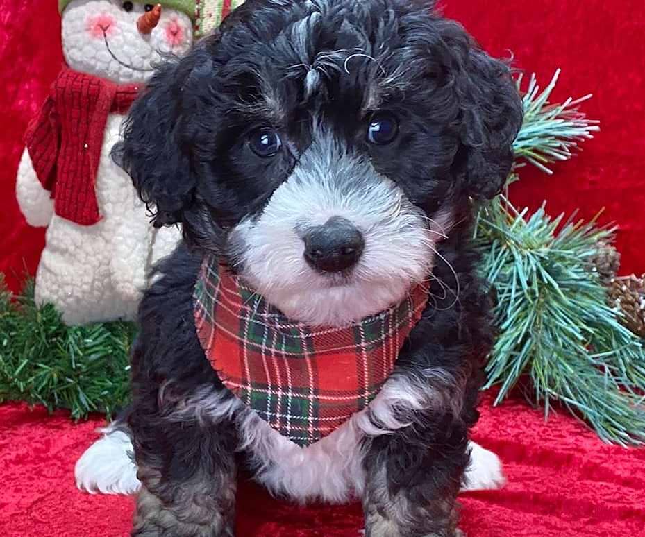 Available Bernedoodle