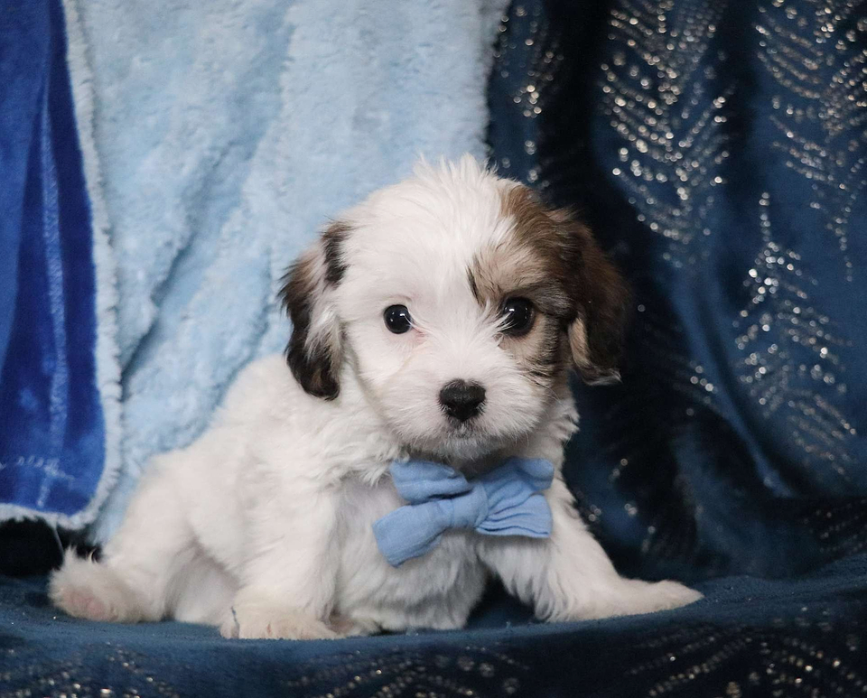 available Cavachon