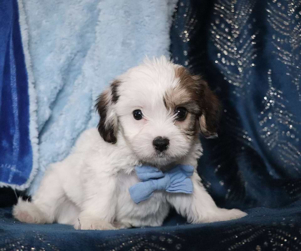 available Cavachon