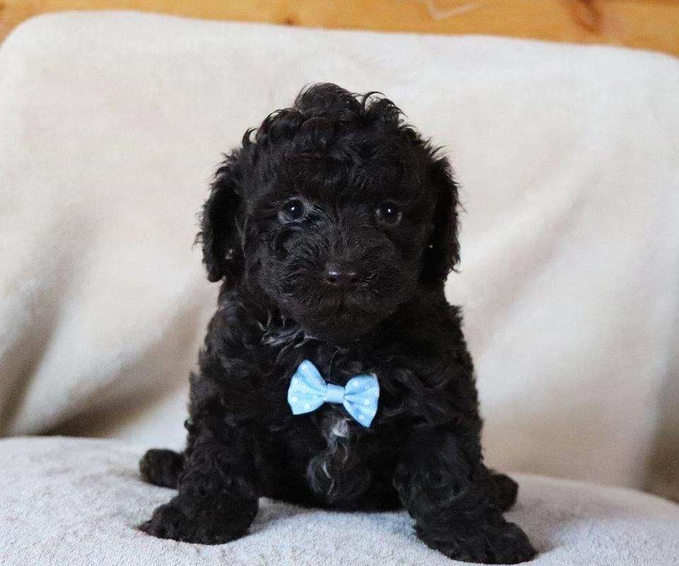 Available Cockapoo