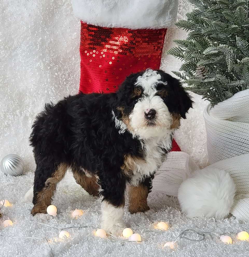 Available Bernedoodle