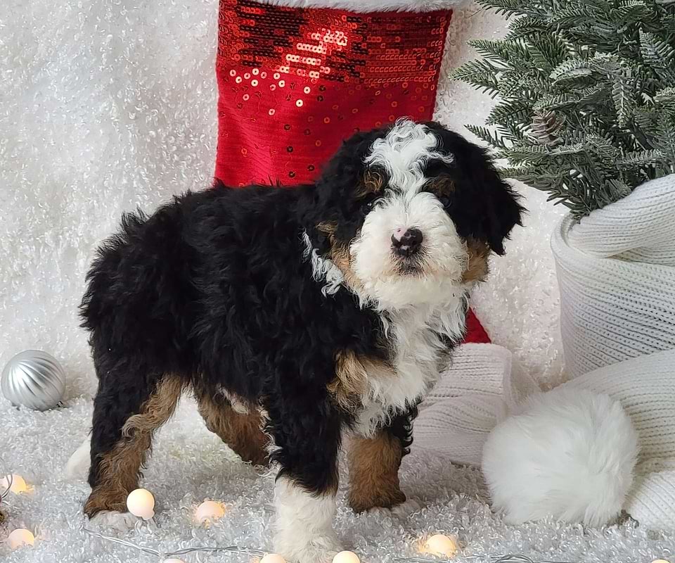 Available Bernedoodle
