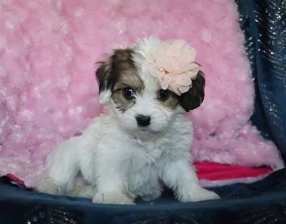 Available Cavachon