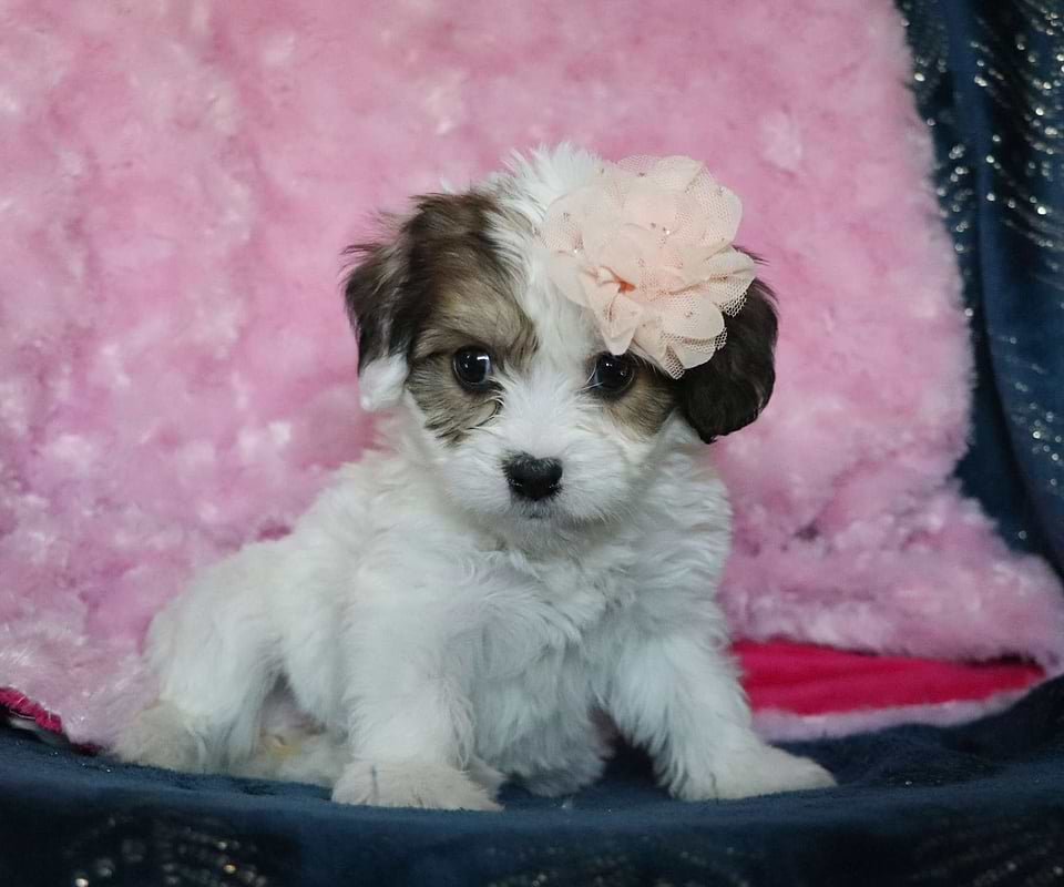 Available Cavachon