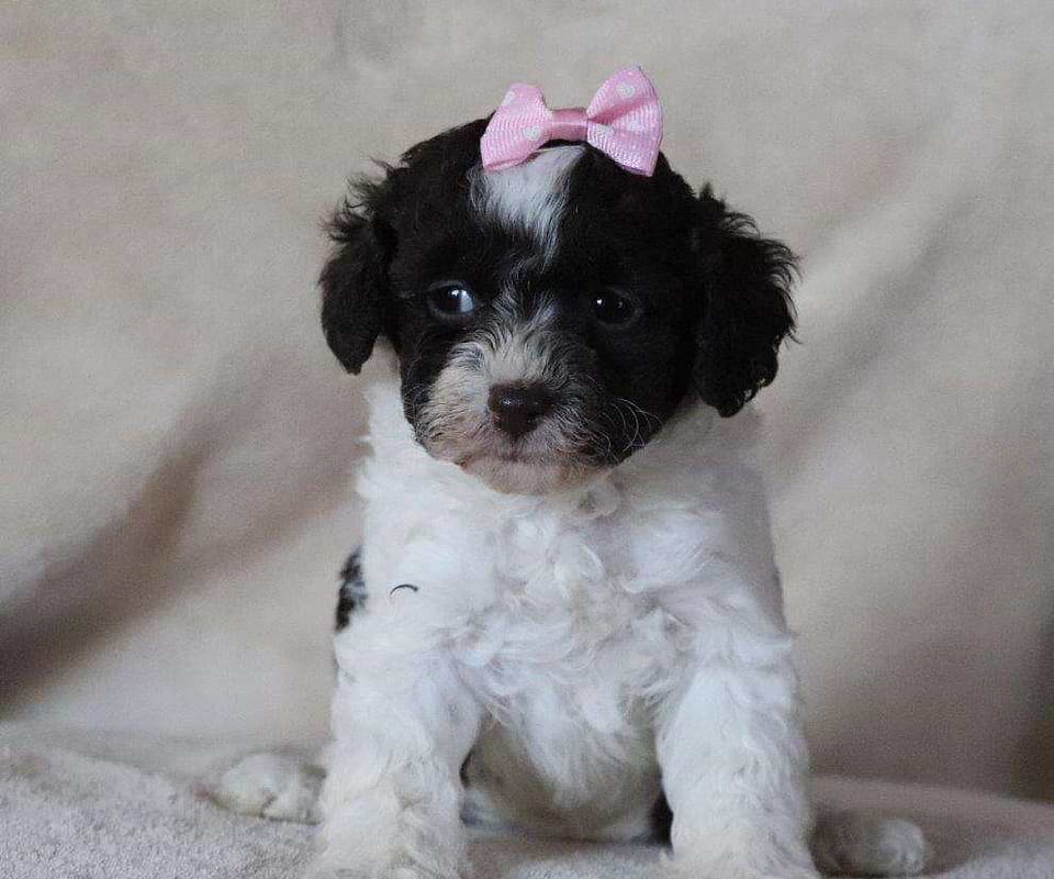 Cockapoo Available