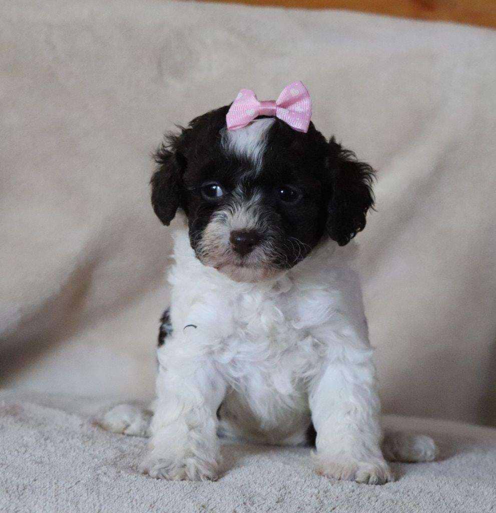 Cockapoo Available