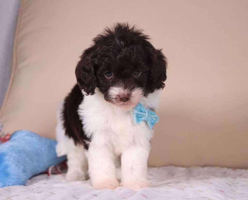 Available Labradoodle