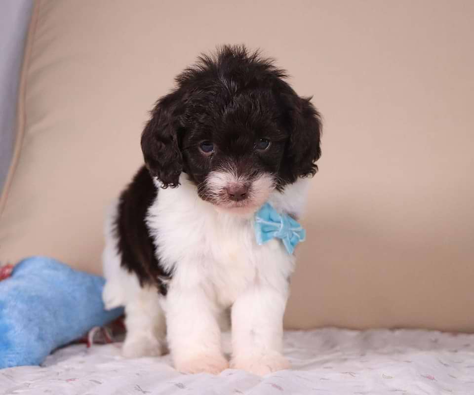 Available Labradoodle
