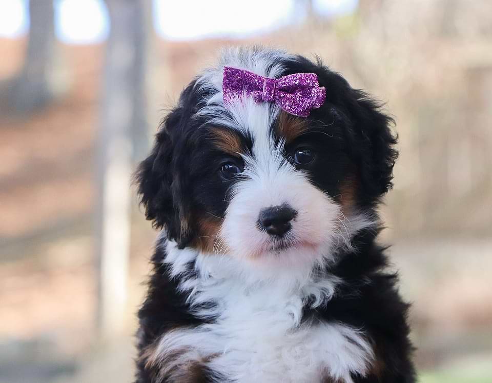 Bernedoodle Available