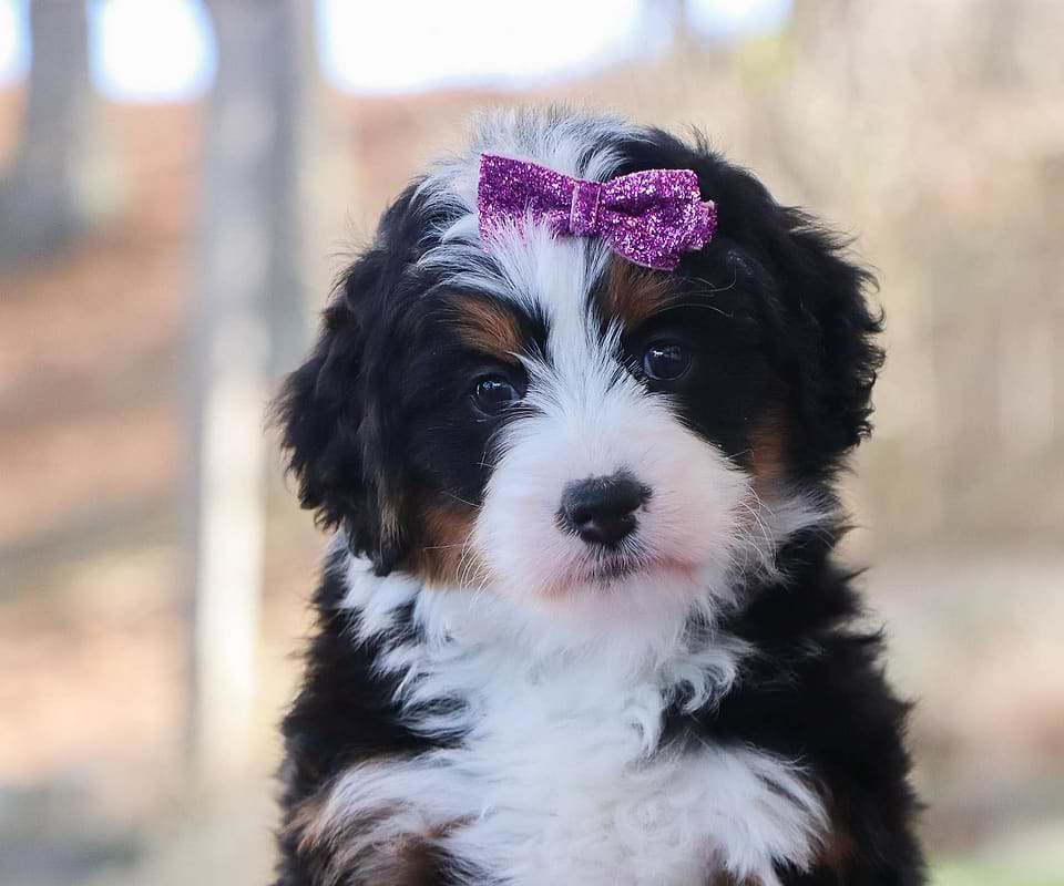 Bernedoodle Available
