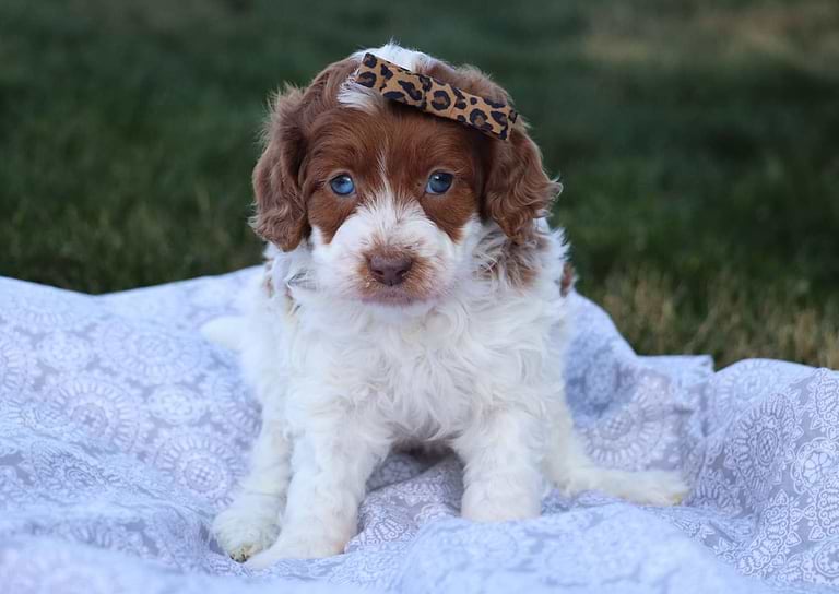 Best Georgia Cockapoos Available — Crockett Doodles