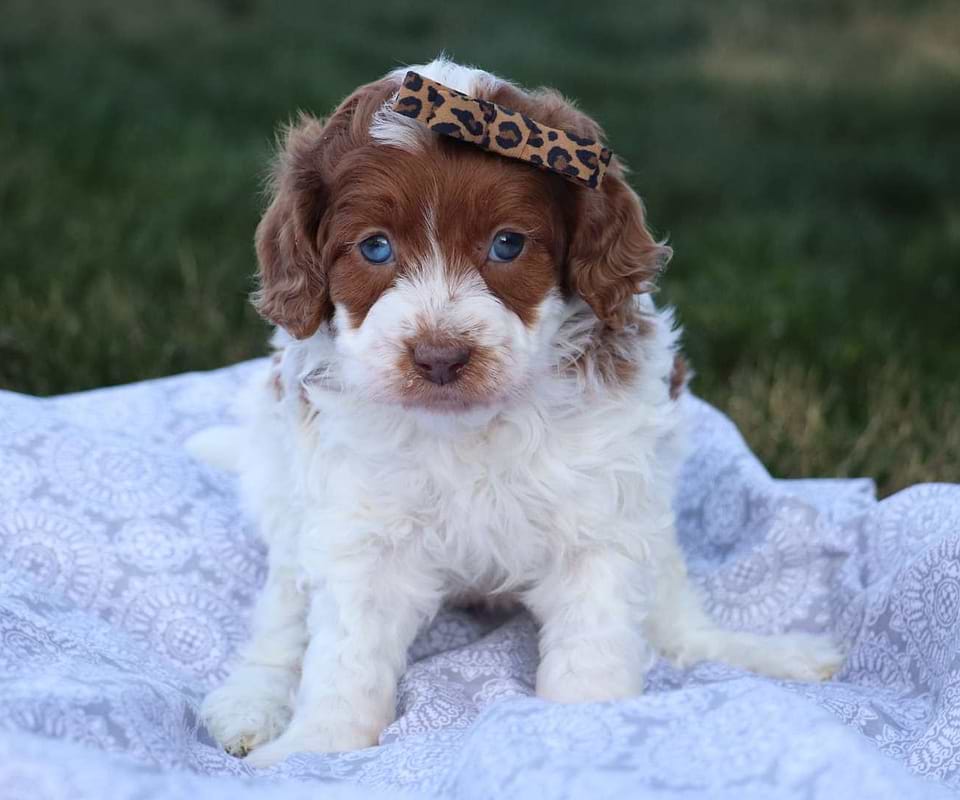 Cockapoo Available