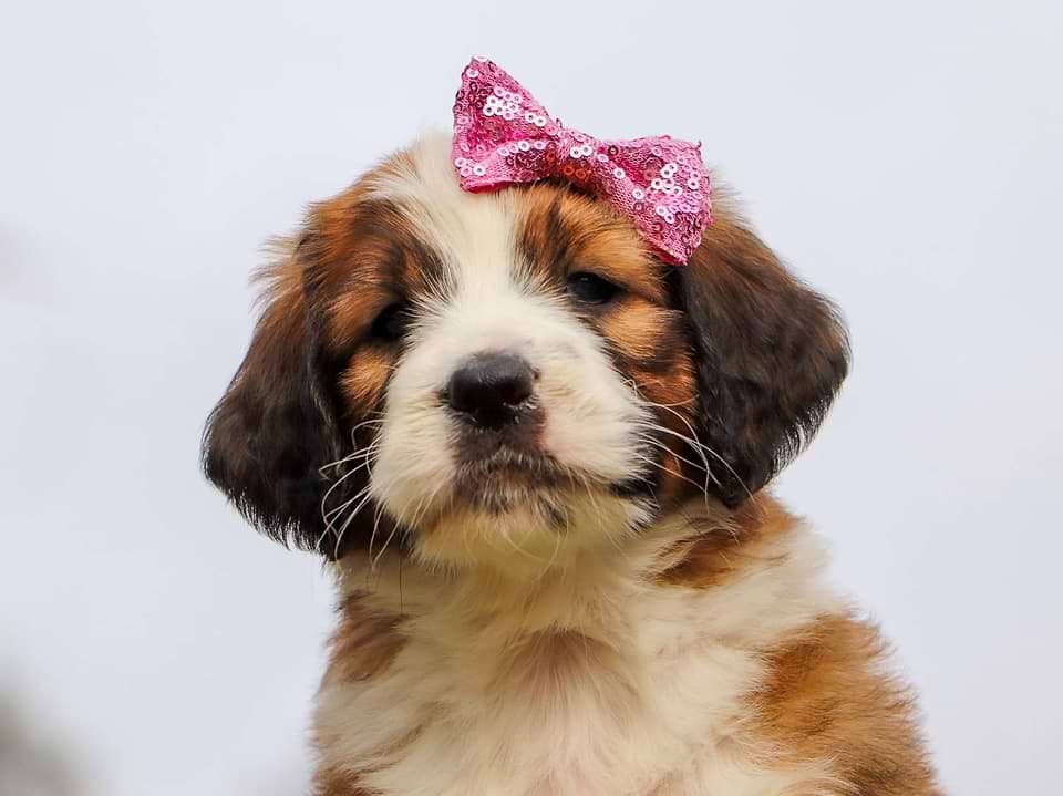 Available Saint Berdoodle