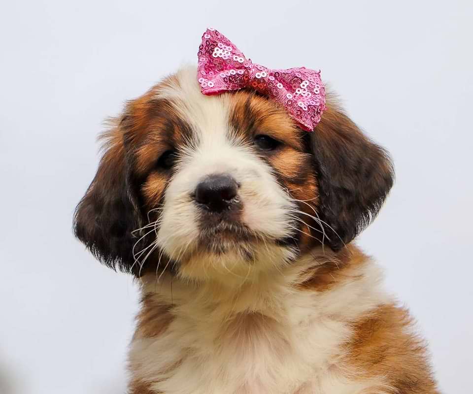 Available Saint Berdoodle