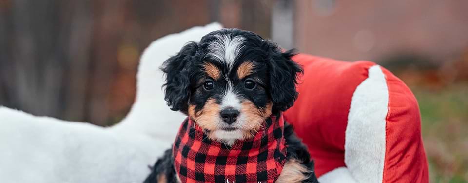 Bernedoodle Puppy Mauna Kea