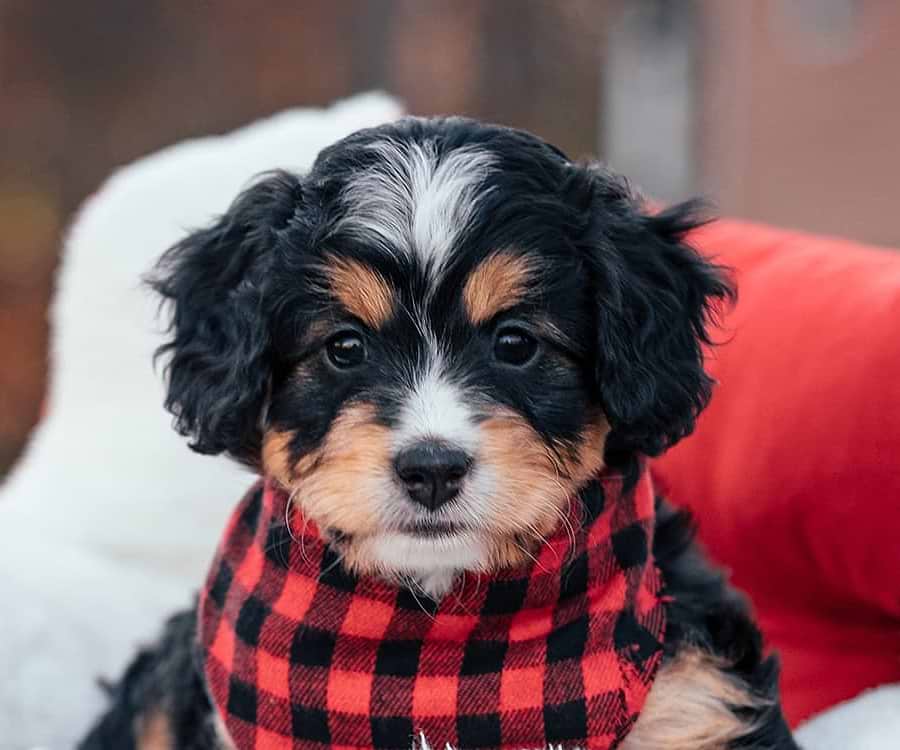Bernedoodle Puppy Mauna Kea