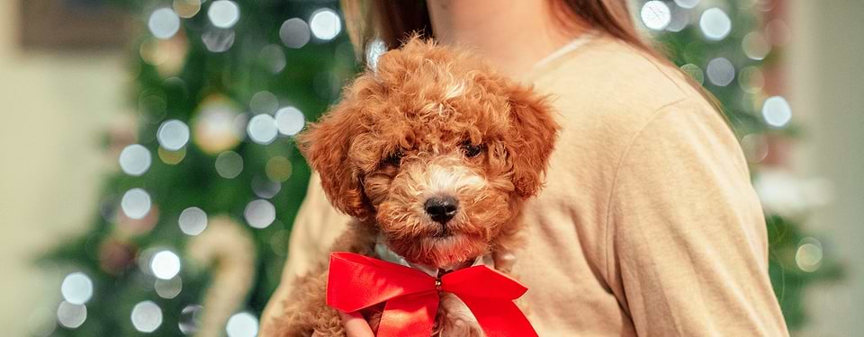 Cavapoo Christmas Puppy
