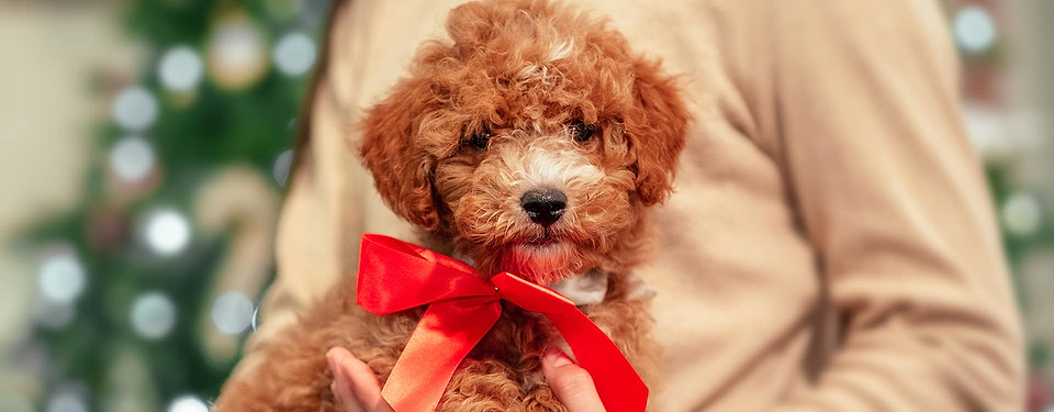 Cavapoo Christmas Puppy