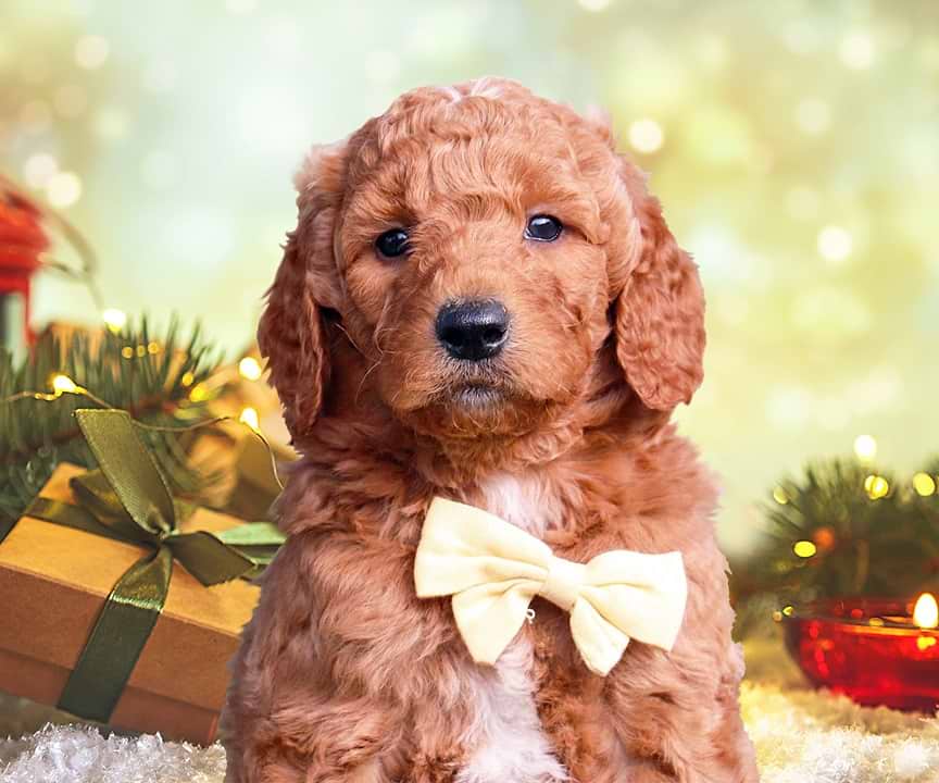 Goldendoodle Christmas Puppy