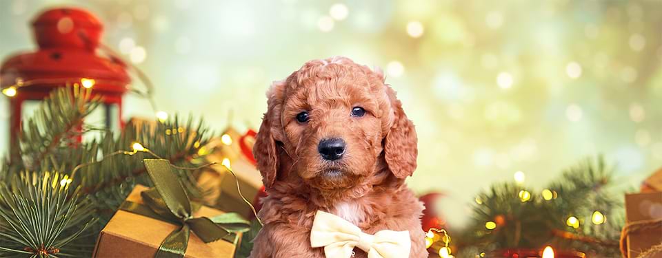 Goldendoodle Christmas Puppy