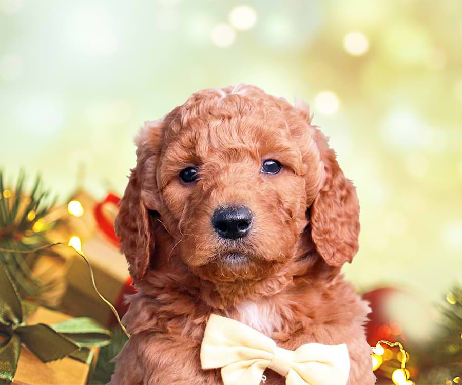 Goldendoodle Christmas Puppy