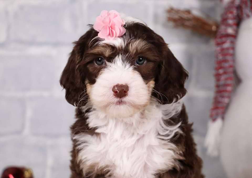 Available Sheepadoodle