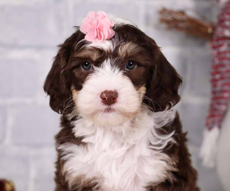 Available Sheepadoodle