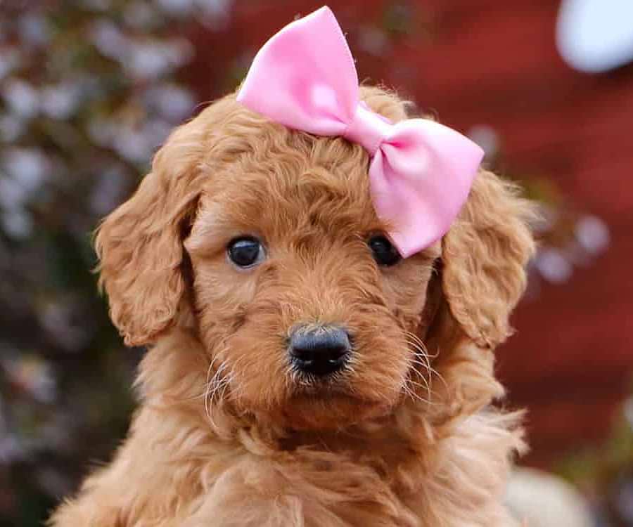 Goldendoodle Puppy