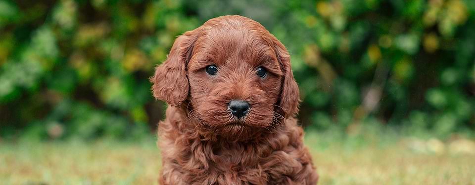 Goldendoodle Puppy