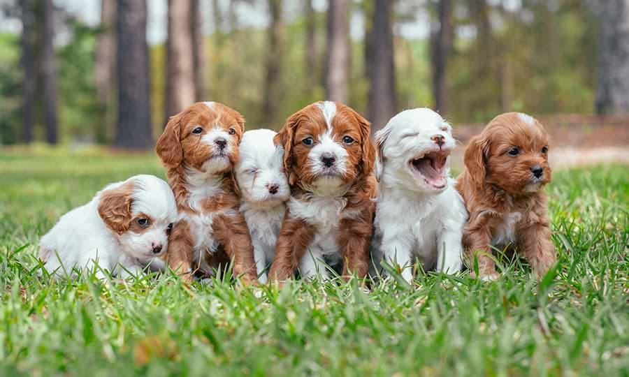Cavapoo featured litter