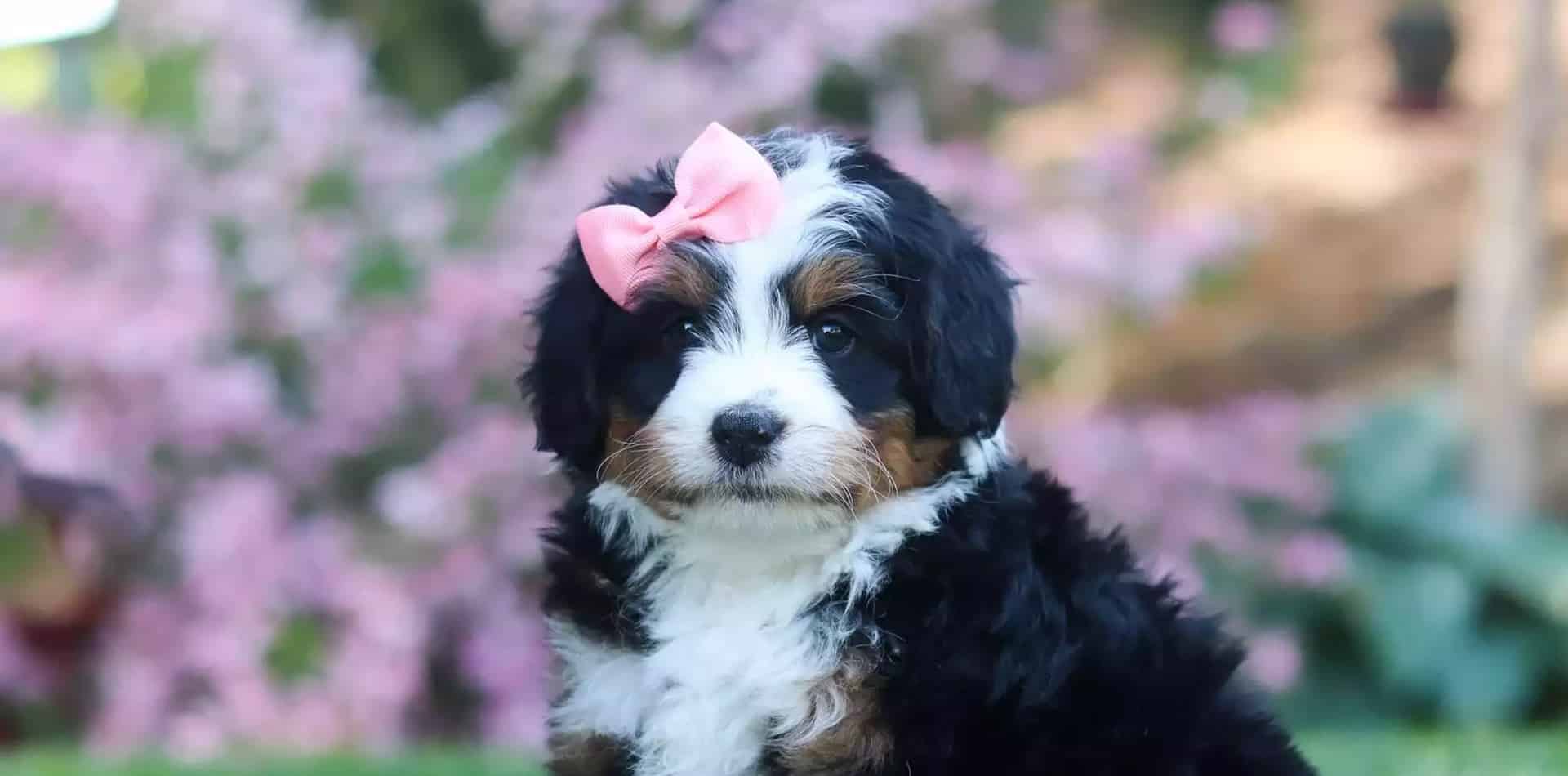 Bernedoodle Girl