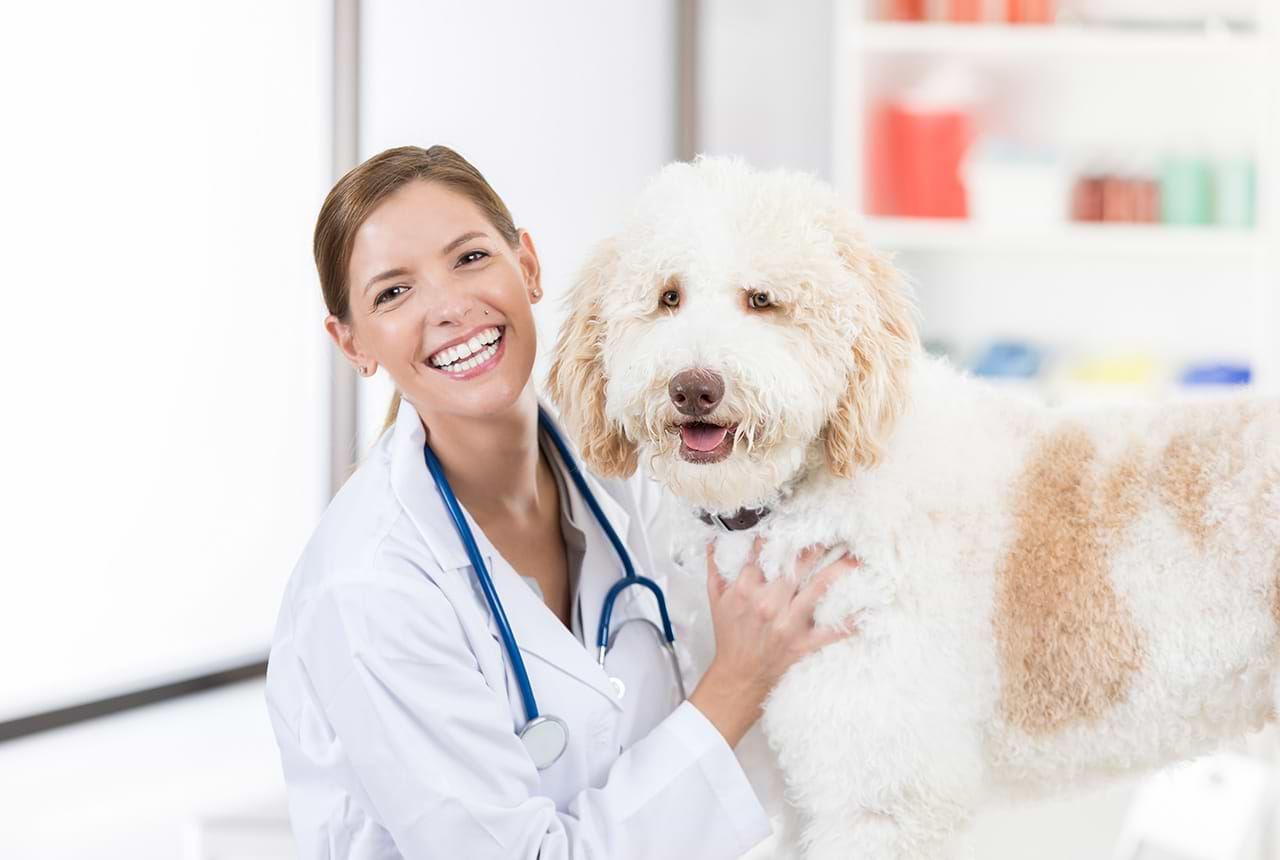 Choosing a Vet