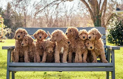 What is a Crockett Doodle?