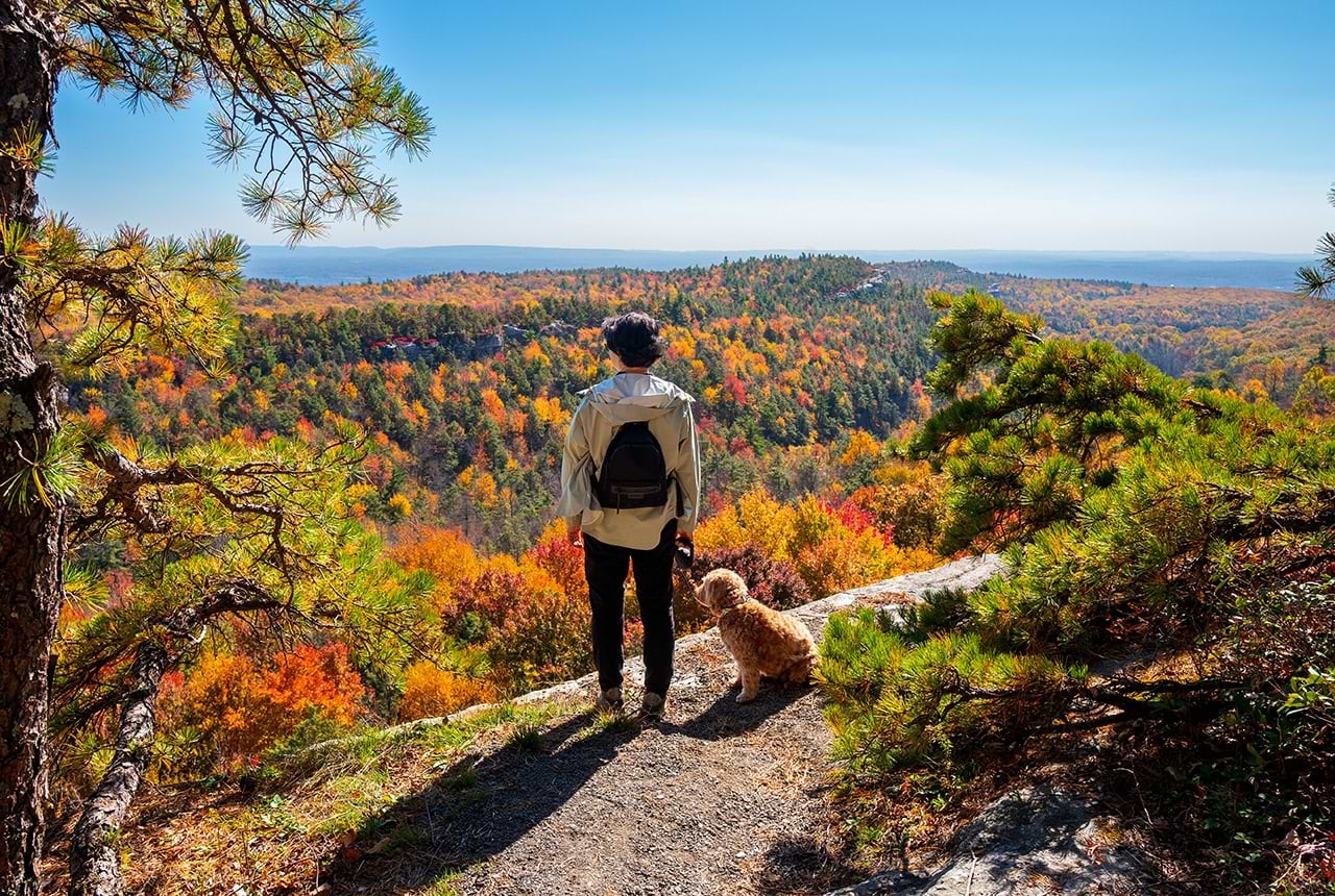 Dog Day Trip Ideas