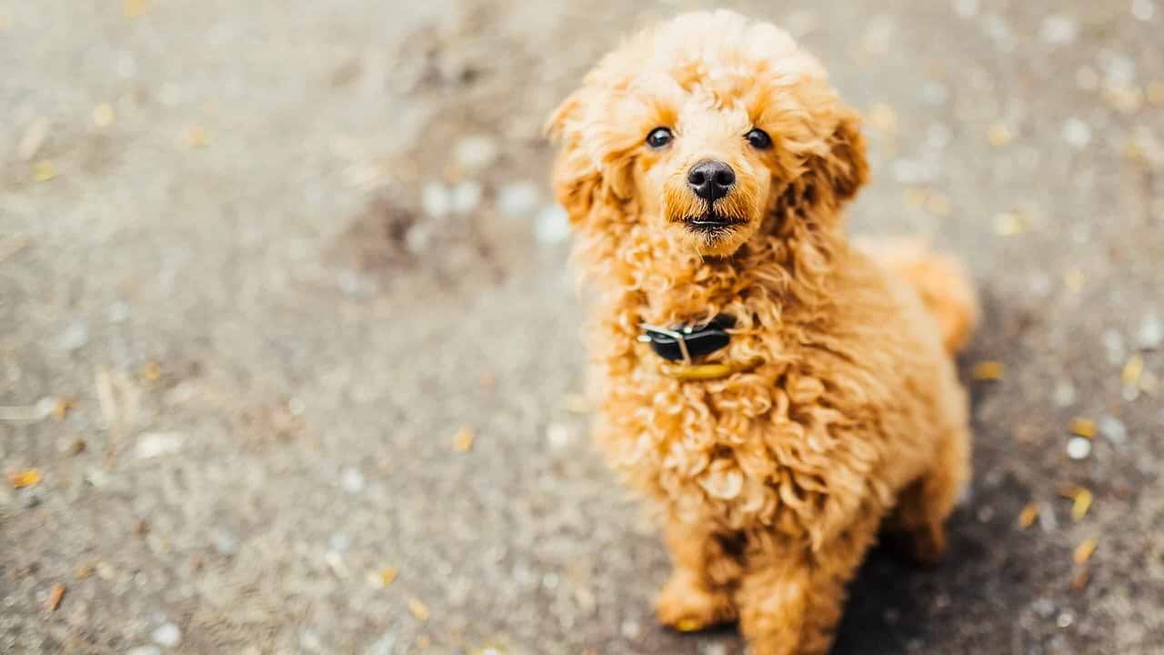 Are Goldendoodles Difficult?