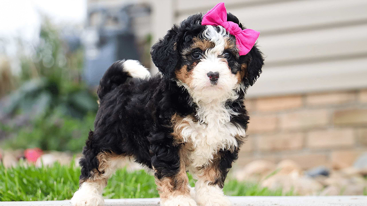 Female Bernedoodle