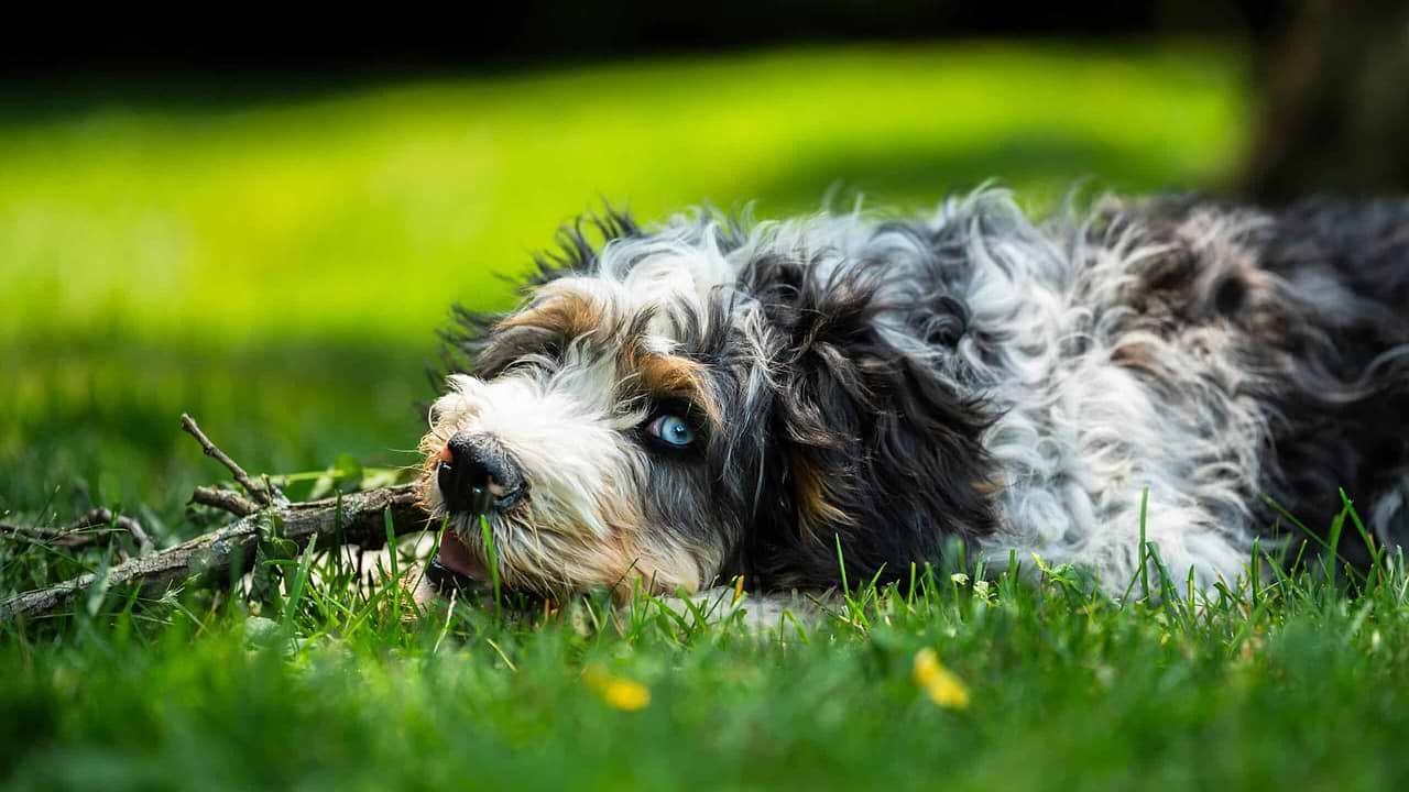 Fluffly Bernedoodle dog lying in the grass