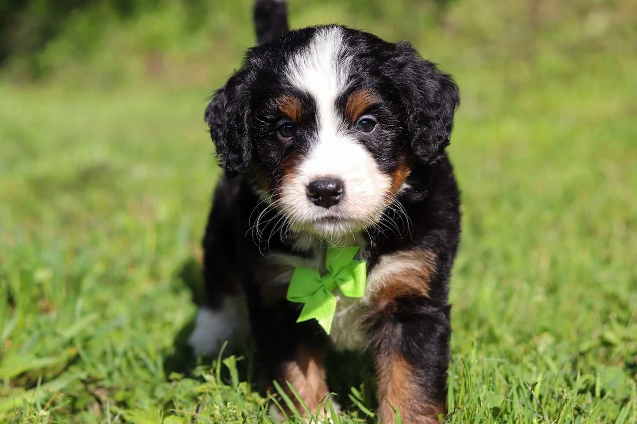 Russ the Mini Bernedoodle puppy