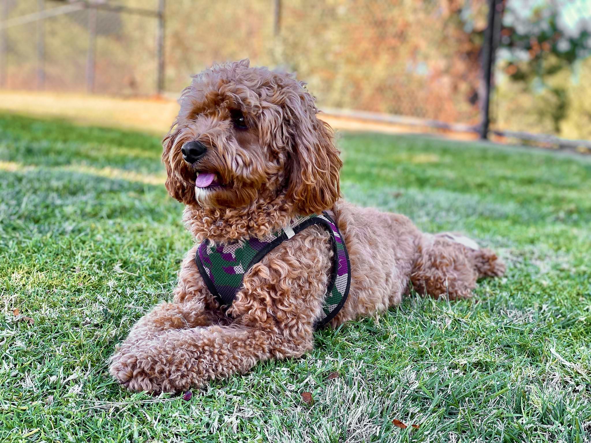 Are Cavapoos Difficult? — Crockett Doodles