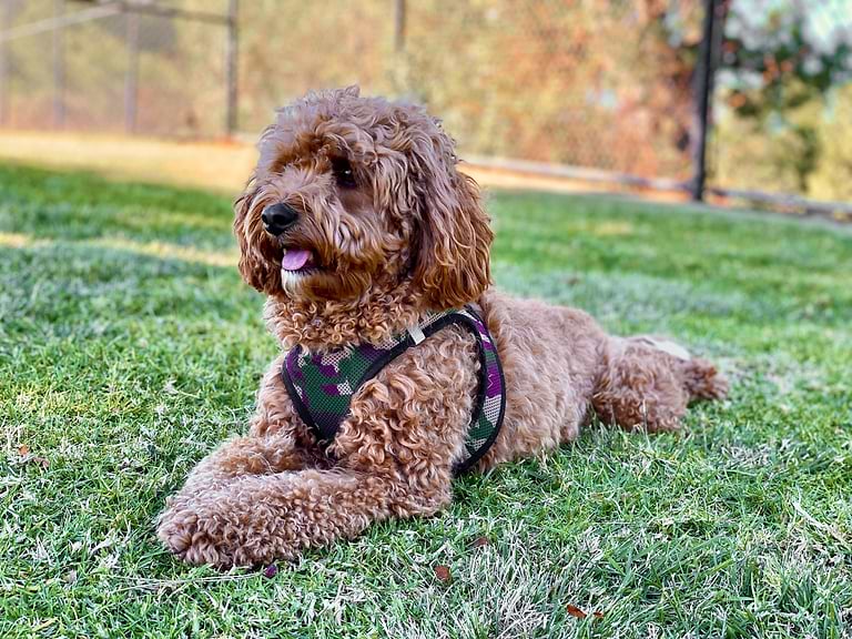 Are Cavapoos Difficult? — Crockett Doodles