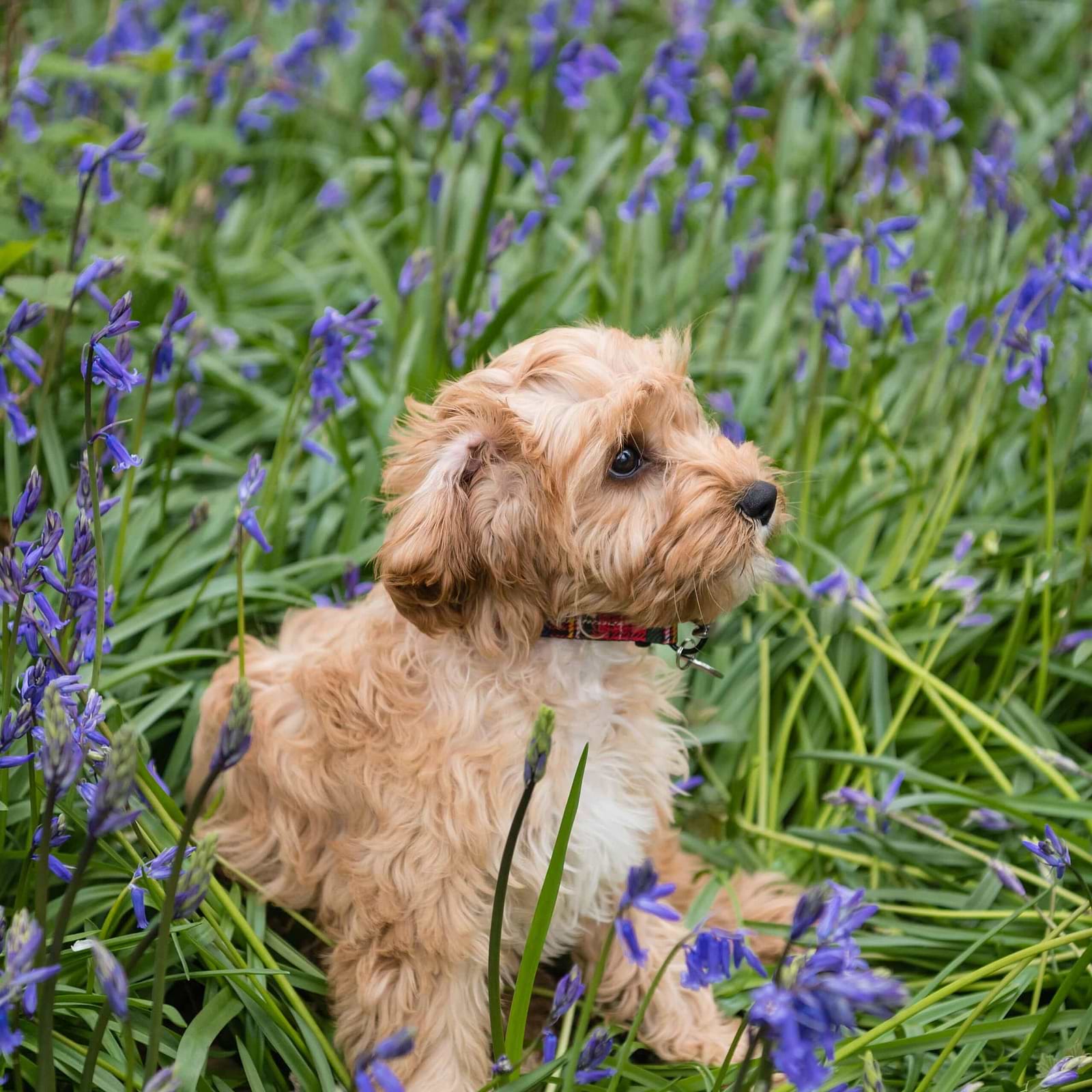 How Smart Are Cavapoos? — Crockett Doodles