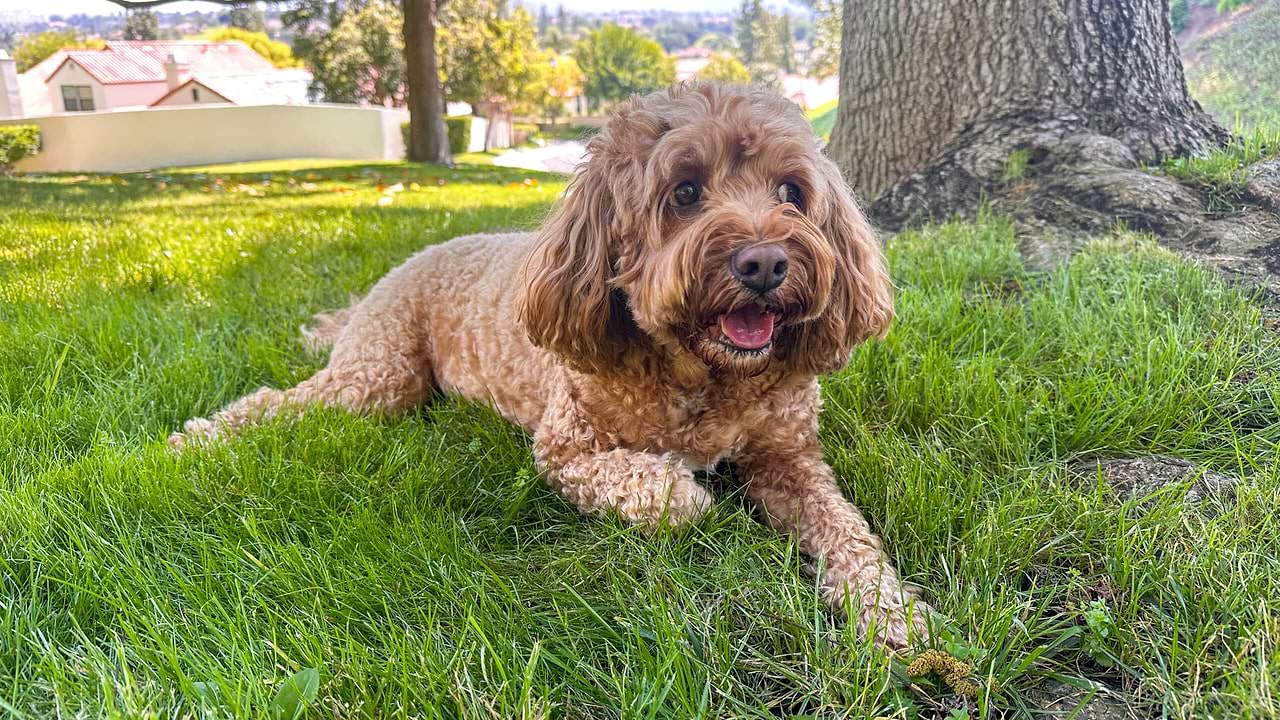 Cute Fluffy Cavapoo in the grass