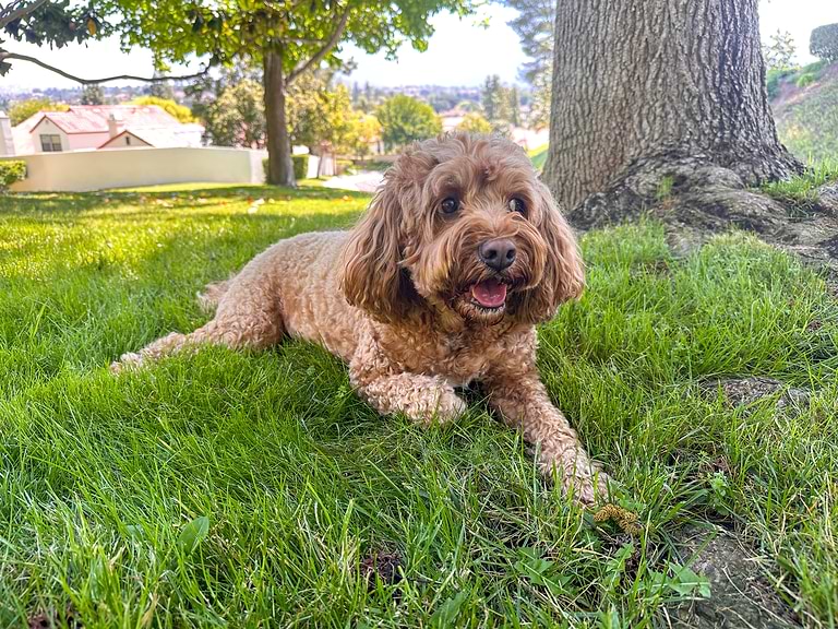 Cavapoo Chicken What I Wish I Knew Before Getting a Cavapoo? — Crockett Doodles