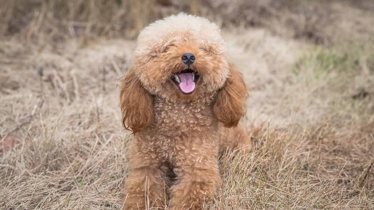 Health Concerns for Cockapoo Puppies, Yorkie Poo, and Mini Bernedoodle ...