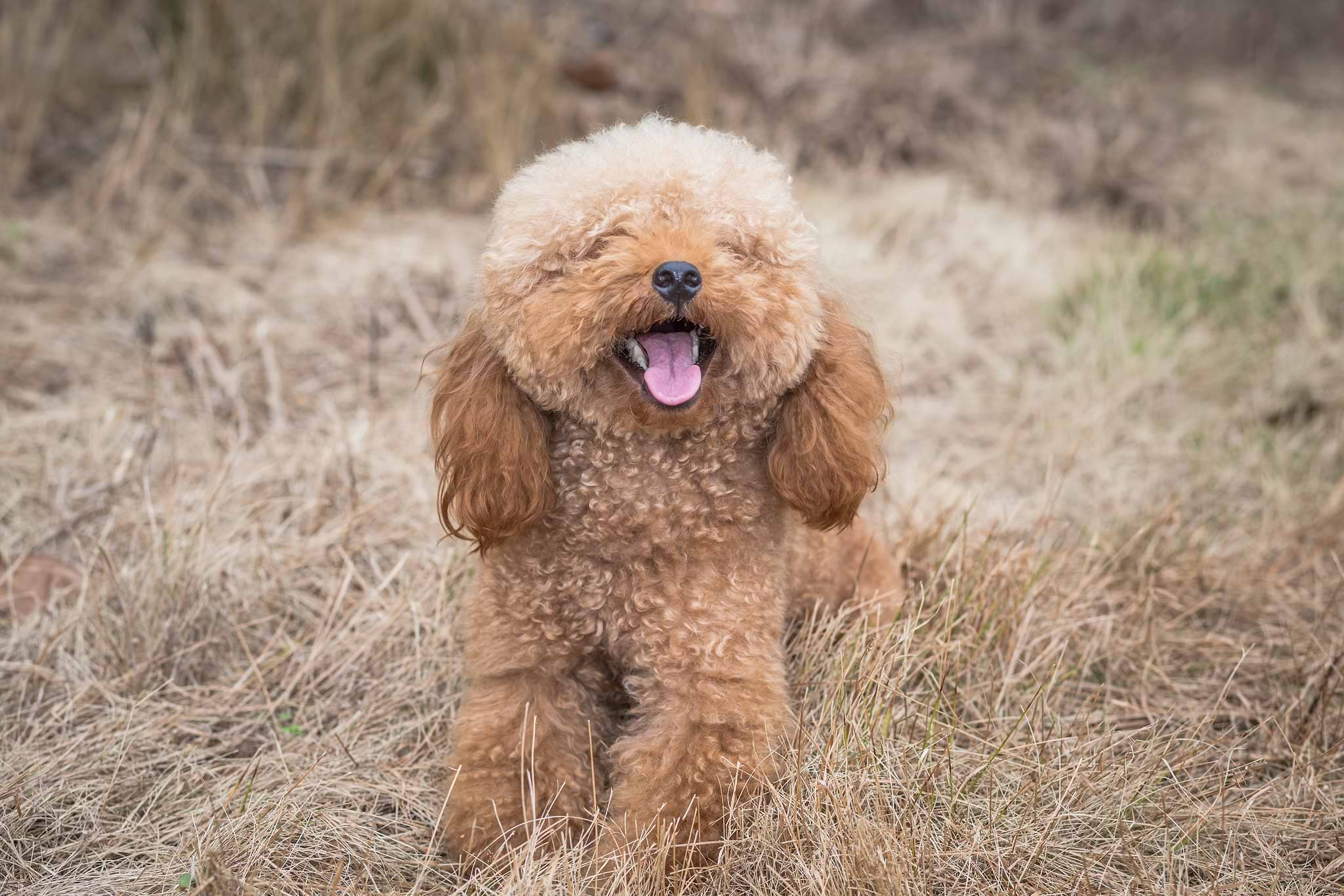 Cockapoo