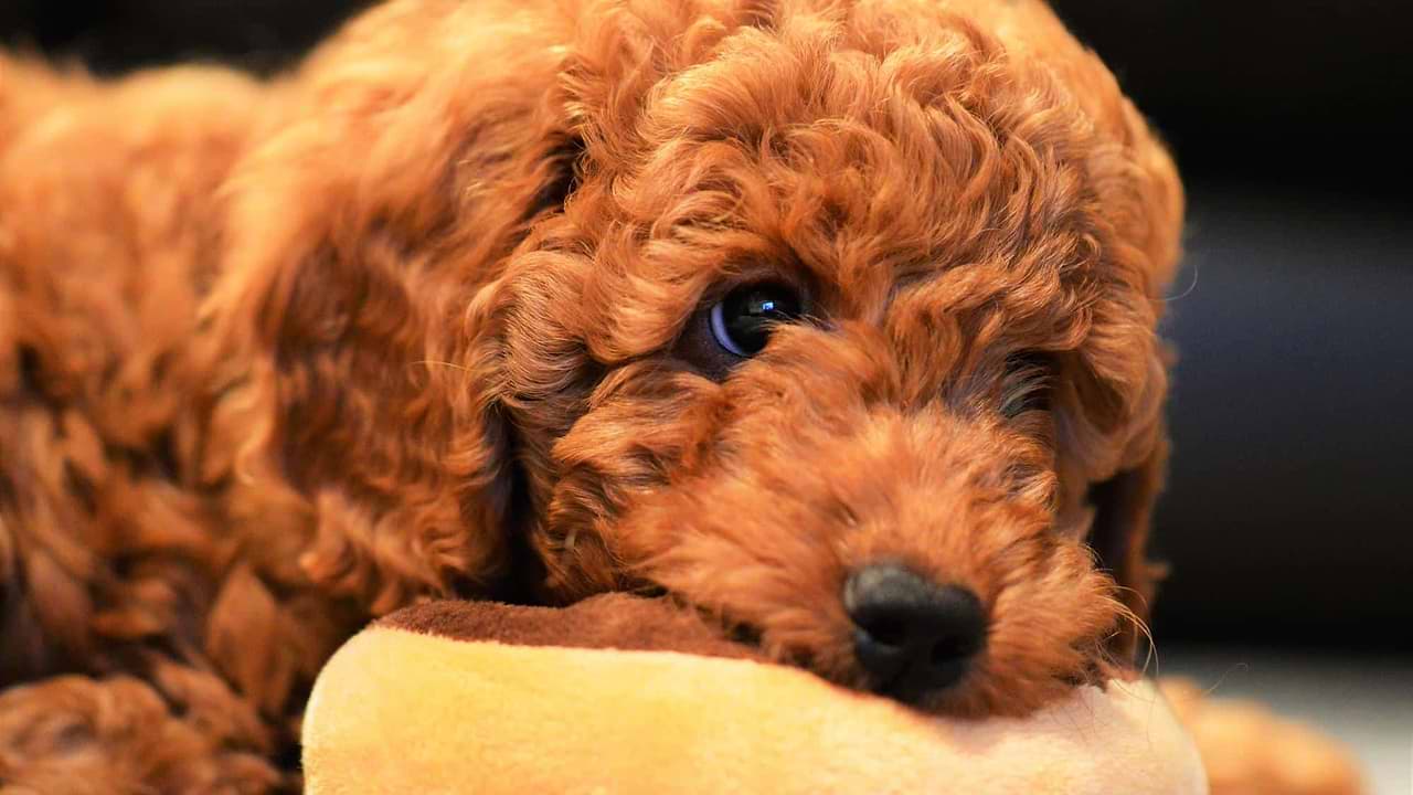 Are Cockapoo Puppies Expensive to Maintain? — Crockett Doodles